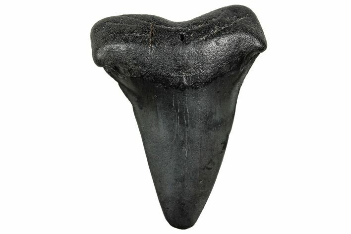 Fossil Broad-Toothed Mako Tooth - South Carolina #328959